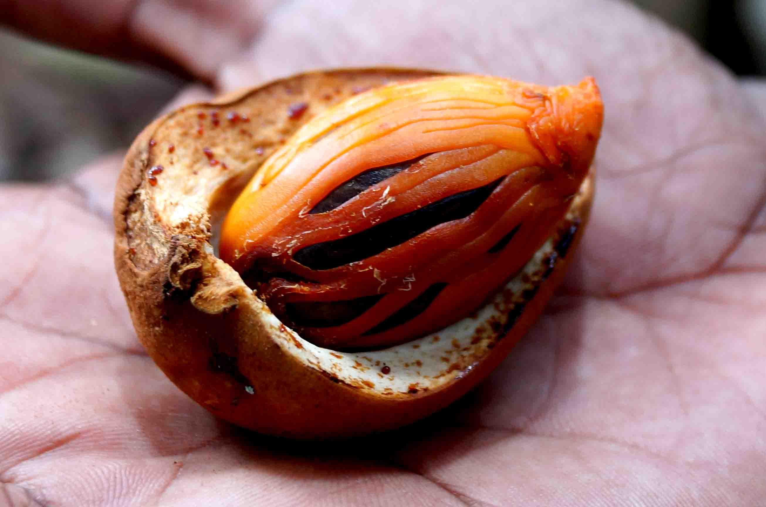 Myristicaceae eFlora of India